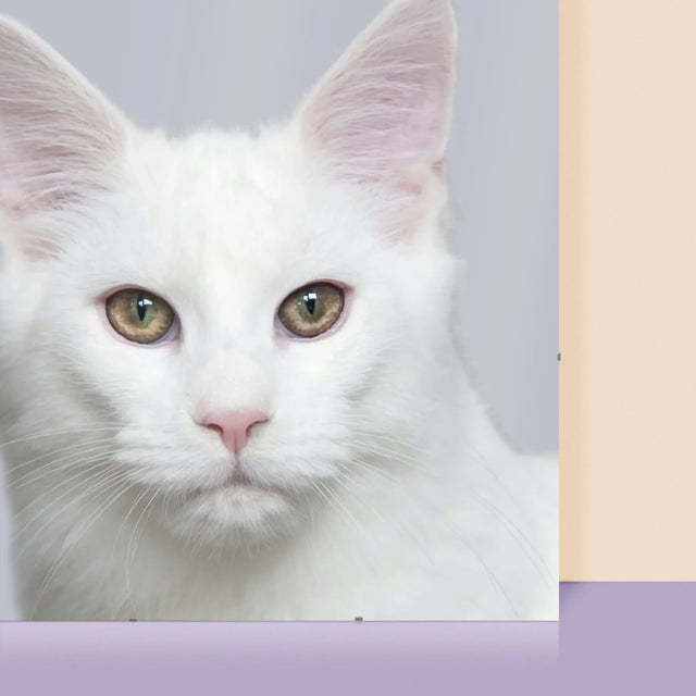 Zdjęcie i Podpis: w Tym Domu Rządzi Zwierzak - Personalizowany Plakat