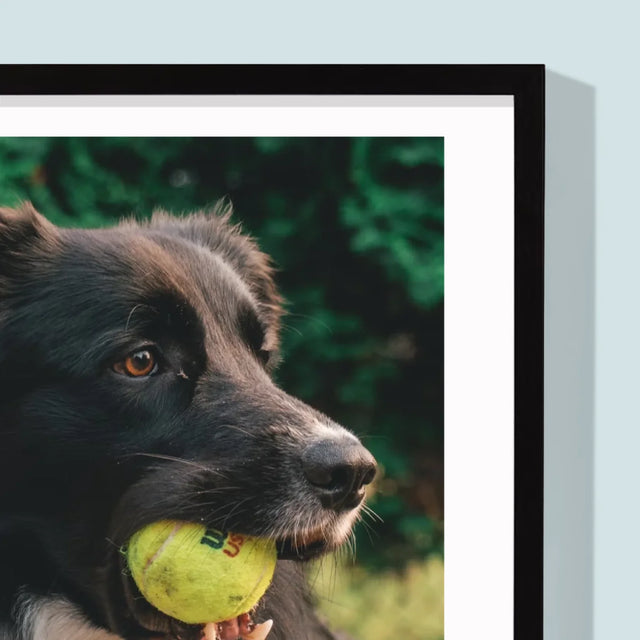 Zdjęcie i Podpis: Pupil Definicja - Wydruk Obramowany