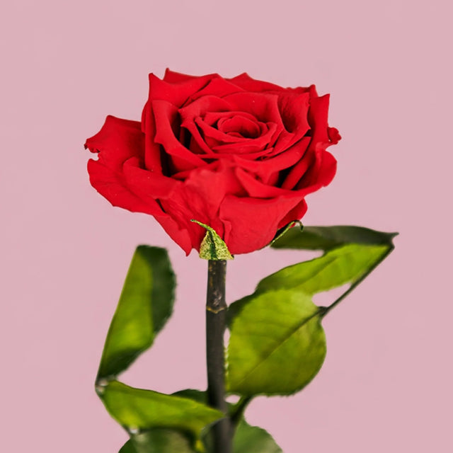 Fotokolaż: Serduszka Love - Wydruk Na Szkle Akrylowym z Różą